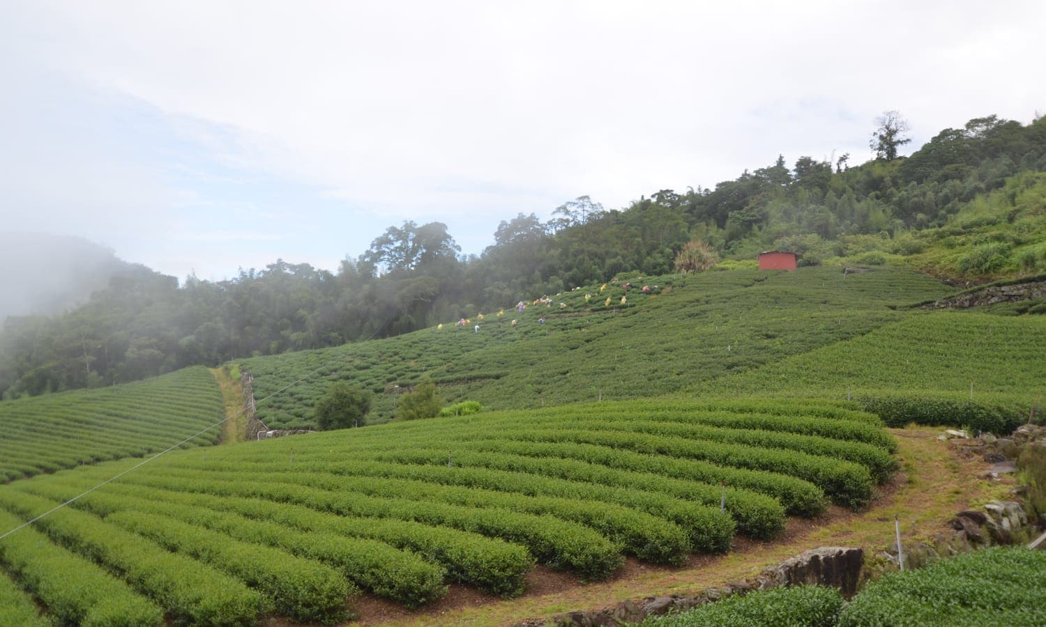 Alishan Tea Guide: High Mountain Oolong & a Visit